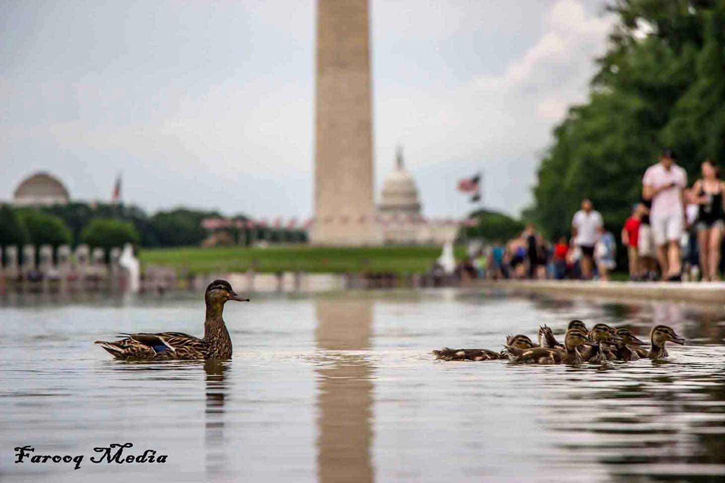 Ducks swimming in the National Mall in DC